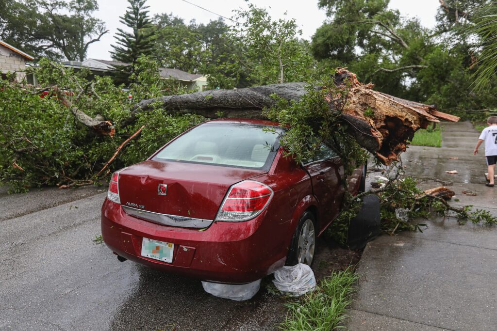 fallen tree attorney